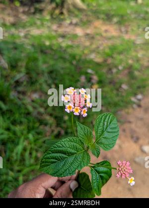 Leuchtendes Pink und Orange Lantana Camara in voller Blüte Stockfoto