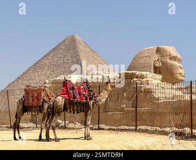 Große Sphinx von gizeh mit Kamelen in der Wüste, ägypten Stockfoto