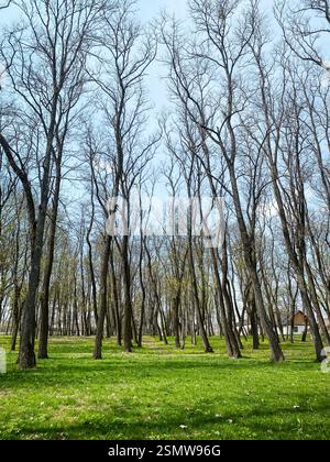 Frühe Frühlingszeit im Park. Frühling im Wald: Frisches grünes Gras und erste Blätter auf Bäumen. Stockfoto