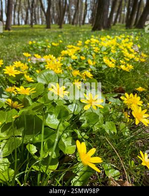 Gelbe Ficaria-Blüten im Gras - Frühling im Park. Nahaufnahme kleiner gelber Blüten, unscharfe Baumstämme im Hintergrund. Stockfoto