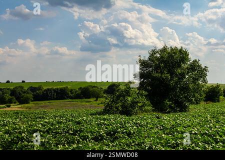Weitläufige grüne Felder erstrecken sich unter einem hellblauen Himmel voller flauschiger Wolken, und ein einzelner Baum verleiht dem friedlichen ländlichen lan Charme Stockfoto