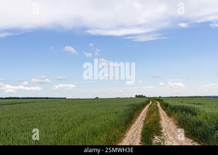 Eine kurvige, unbefestigte Straße durchquert lebhafte grüne Felder und erstreckt sich zum Horizont hin. Der Himmel ist blau mit flauschigen weißen Wolken, die einen Frieden veranschaulichen Stockfoto