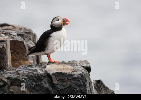 Atlantischer Papageientaucher Fratercula arctica, hoch oben auf der Klippe, Ruf, Northumberland, England, Vereinigtes Königreich, Mai. Stockfoto