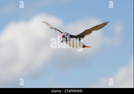 Atlantischer Papageientaucher Fratercula arctica, im Flug mit Sandaalen, um Küken zu füttern, Northumberland, England, Großbritannien, Juli. Stockfoto