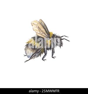 Niedliche zottelige Hummel in Aquarellfarben isoliert auf weißem Hintergrund. Illustration eines Insekts mit gelben Streifen. Botanik. Die Hummel fliegt. Suita Stockfoto