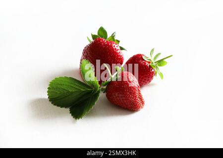 Gruppe frischer Erdbeeren isoliert auf weißem Hintergrund. Gesunde und vegetarische Lebensmittel. Direkt darüber. Stockfoto