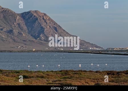 Große Flamingogruppe (Phoenicopterus roseus) auf der Suche nach den Salinas Salinen, die von den Vulkangipfeln des Cerro San Miguel, Cabo de Gata-Nija, übersehen werden Stockfoto