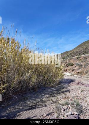 Riesen-Schilf / spanisches Rohr (Arundo donax) wachsen neben einem ausgetrockneten Flussbett, Cabo de Gata-Nijar Naturpark, Almeria, Spanien, März. Stockfoto