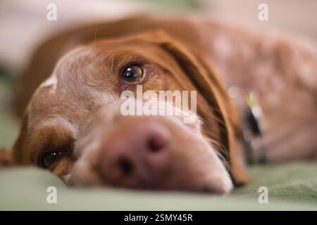 Bretagne Spaniel Hund, der seinen Kopf auf einem grünen Sofa auslegt und einen ruhigen Moment der Entspannung genießt Stockfoto