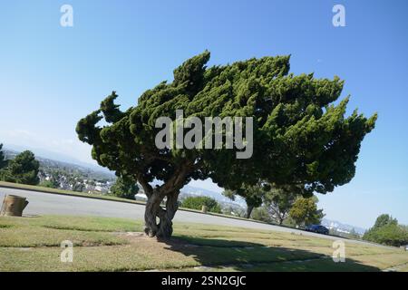 Culver City, Kalifornien, USA 11. Februar 2025 Holy Cross Cemetery am 11. Februar 2025 in Culver City, Kalifornien, USA. Foto: Barry King/Alamy Stock Photo Stockfoto