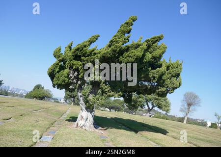 Culver City, Kalifornien, USA 11. Februar 2025 Holy Cross Cemetery am 11. Februar 2025 in Culver City, Kalifornien, USA. Foto: Barry King/Alamy Stock Photo Stockfoto