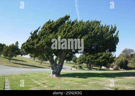 Culver City, Kalifornien, USA 11. Februar 2025 Holy Cross Cemetery am 11. Februar 2025 in Culver City, Kalifornien, USA. Foto: Barry King/Alamy Stock Photo Stockfoto