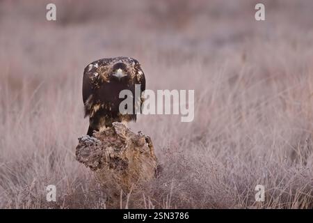 Spanischer Kaiseradler im frühen Morgenlicht Stockfoto