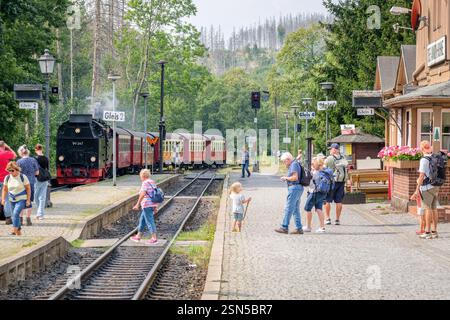 drei annen Hohne, Deutschland – 30. August 2024: Eine Dampflokomotive der Deutschen Brockenbahn kommt im Sommer am Bahnhof von drei annen Hohne an. Stockfoto