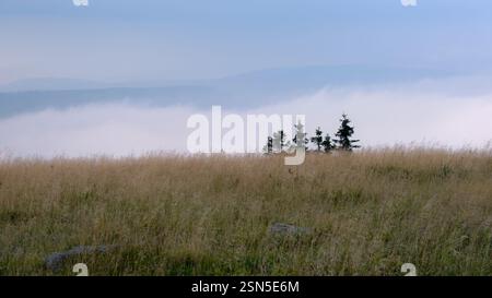 Es ist ein bewölkter und nebeliger Sommertag im August, wenn man den Harz (Sachsen, Deutschland) von seinem höchsten Punkt, dem Brocken (3.743 m), betrachtet. Stockfoto