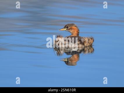 Ein kleiner Grebe, Tachybaptus ruficollis Grundgefieder, mit aufgerollten Federn, schwimmt in einem See, der sich im blauen, ruhigen Wasser spiegelt Stockfoto