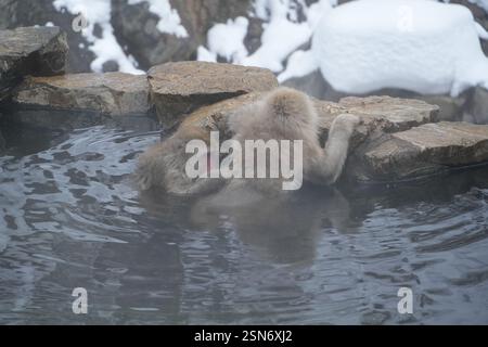 Schneeaffen Japans, Jigokudani Affenpark, Joshinetsu Kogen Nationalpark, Präfektur Nagano, die einzigen Affen der Welt, die in heißen Quellen baden, Stockfoto