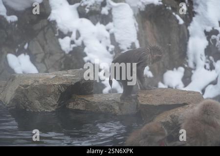 Schneeaffen Japans, Jigokudani Affenpark, Joshinetsu Kogen Nationalpark, Präfektur Nagano, die einzigen Affen der Welt, die in heißen Quellen baden, Stockfoto