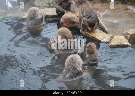 Schneeaffen Japans, Jigokudani Affenpark, Joshinetsu Kogen Nationalpark, Präfektur Nagano, die einzigen Affen der Welt, die in heißen Quellen baden, Stockfoto