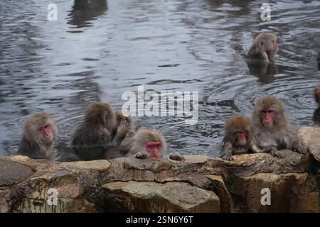 Schneeaffen Japans, Jigokudani Affenpark, Joshinetsu Kogen Nationalpark, Präfektur Nagano, die einzigen Affen der Welt, die in heißen Quellen baden, Stockfoto