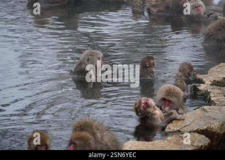 Schneeaffen Japans, Jigokudani Affenpark, Joshinetsu Kogen Nationalpark, Präfektur Nagano, die einzigen Affen der Welt, die in heißen Quellen baden, Stockfoto