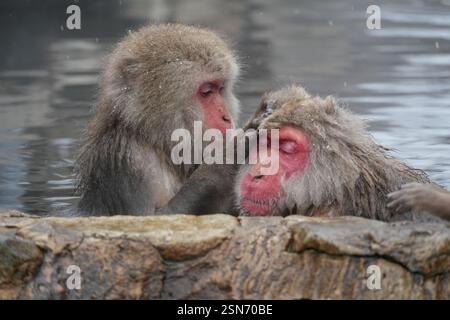 Schneeaffen Japans, Jigokudani Affenpark, Joshinetsu Kogen Nationalpark, Präfektur Nagano, die einzigen Affen der Welt, die in heißen Quellen baden, Stockfoto