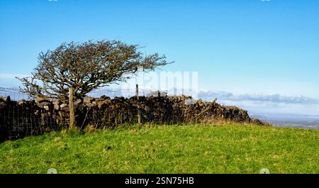 Weißdorn- und Trockenmauerfeldgrenze auf den Mendip Hills in Someret, Großbritannien Stockfoto
