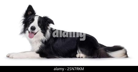Charismatischer, typischer schwarz-weißer, junger, erwachsener Border Collie Hund, der seitlich aufliegt. Blick direkt in die Kamera mit offenem Mund und Lächeln. Isoliert Stockfoto