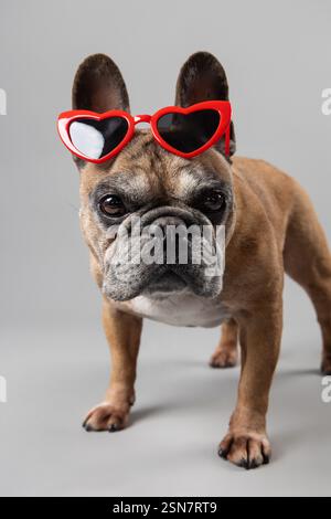 Eine rote französische Bulldogge mit einer Brille in Herzform posiert für ein Porträt im Studio und feiert den Valentinstag mit einem bezaubernden und lustigen Ausdruck. Stockfoto