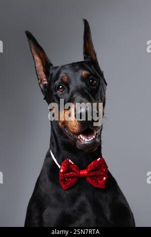 Ein ausdrucksstarkes Porträt eines Dobermanns mit roter festlicher Schleife vor grauem Hintergrund, das seine Eleganz und sein selbstbewusstes Auftreten zum Ausdruck bringt. Stockfoto
