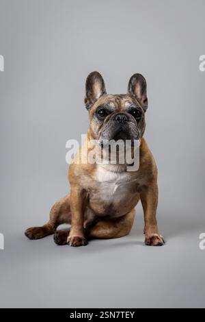 Ein rötlicher französischer Bulldog mit einem Hauch von Grau posiert für ein Porträt im Studio, der Charme und Selbstvertrauen mit seinem unverwechselbaren, ausdrucksstarken Look ausstrahlt. Stockfoto