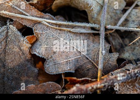 Makroaufnahme eines Eichenblattes auf dem Boden, bedeckt mit Eiskristallen Stockfoto