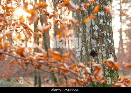 Abendsonne scheint durch wunderschön verwelkte Orangenblätter neben Baumstamm Stockfoto