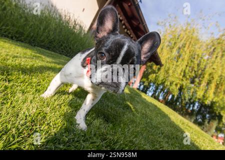 Neugieriger französischer Bulldog-Welpe mit rosafarbenem Kragen, der an einem sonnigen Tag die Natur erkunden kann. Der einzigartige Charakter und das ausdrucksstarke Gesicht des Hündchens dominieren das V Stockfoto