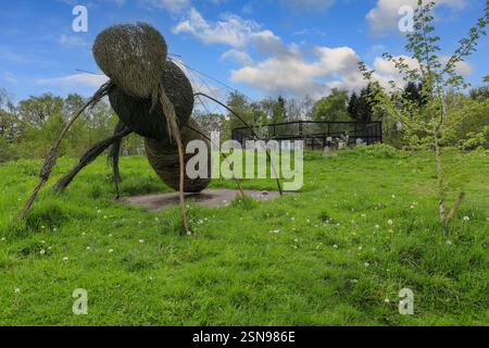 Eine große Weidenbiene im John Annett Garden bei RHS Harlow Carr Gardens, Harrogate, Yorkshire, England, Großbritannien Stockfoto