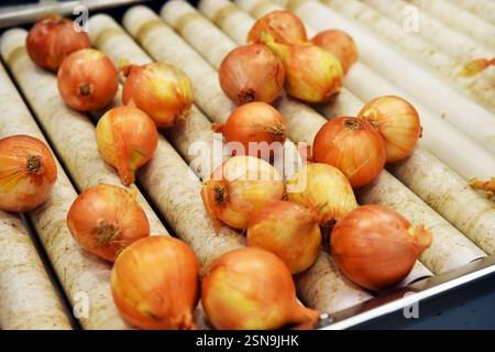 Zwiebeln werden in einer Fabrik verarbeitet und an Supermärkte verkauft Stockfoto