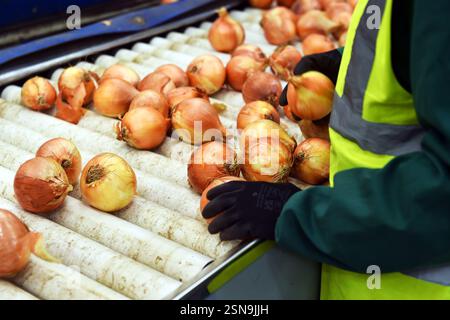 Zwiebeln werden in einer Fabrik verarbeitet und an Supermärkte verkauft Stockfoto