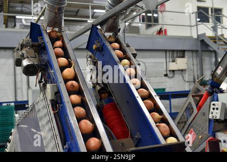 Zwiebeln auf einem Förderband werden für den Verkauf an Supermärkte verarbeitet. Stockfoto