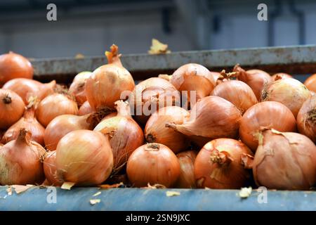 Zwiebeln werden für den Verkauf an Supermärkte in einer Fabrik verarbeitet Stockfoto
