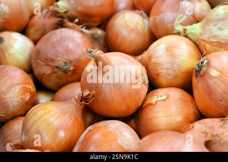 Zwiebeln werden für den Verkauf an Supermärkte in einer Fabrik verarbeitet Stockfoto