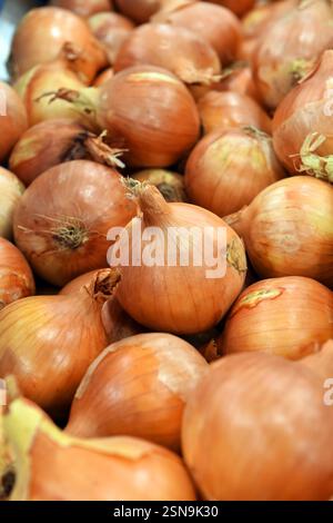 Zwiebeln werden für den Verkauf an Supermärkte in einer Fabrik verarbeitet Stockfoto