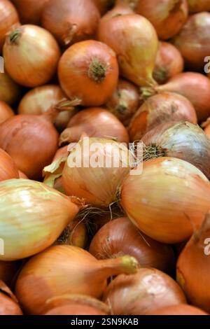 Zwiebeln werden für den Verkauf an Supermärkte in einer Fabrik verarbeitet Stockfoto