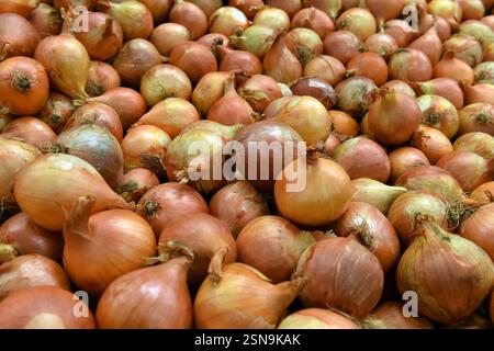 Zwiebeln werden für den Verkauf an Supermärkte in einer Fabrik verarbeitet Stockfoto