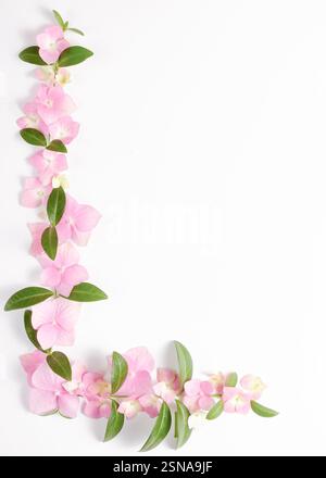 Zartes Blumenmuster aus rosafarbenen Hortensie-Blüten und grünen Blättern vor weißem Hintergrund. Kopierbereich. Parfümhintergrund mit Blumenmuster Stockfoto