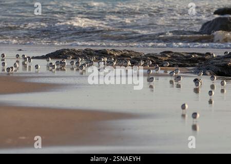 Große Schar wunderschöner kleiner Sanderlinge, die bei Ebbe auf dem nassen Sand von einem nordportugiesischen Strand laufen und Reflexionen sehen. Stockfoto