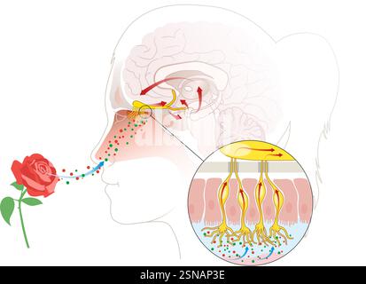 Der Geruchssinn erkennt luftgetragene Moleküle über olfaktorische Rezeptoren in der Nasenhöhle und sendet Signale an das Gehirn zur Wahrnehmung Stockfoto