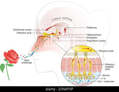 Der Geruchssinn erkennt luftgetragene Moleküle über olfaktorische Rezeptoren in der Nasenhöhle und sendet Signale an das Gehirn zur Wahrnehmung Stockfoto