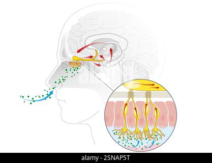 Der Geruchssinn erkennt luftgetragene Moleküle über olfaktorische Rezeptoren in der Nasenhöhle und sendet Signale an das Gehirn zur Wahrnehmung Stockfoto
