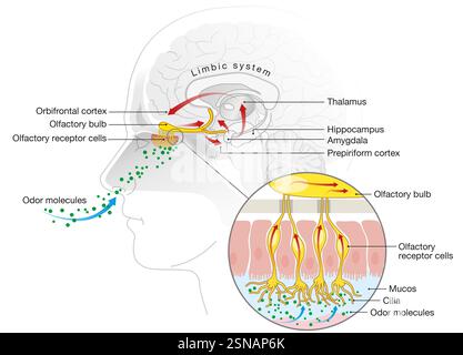 Der Geruchssinn erkennt luftgetragene Moleküle über olfaktorische Rezeptoren in der Nasenhöhle und sendet Signale an das Gehirn zur Wahrnehmung Stockfoto