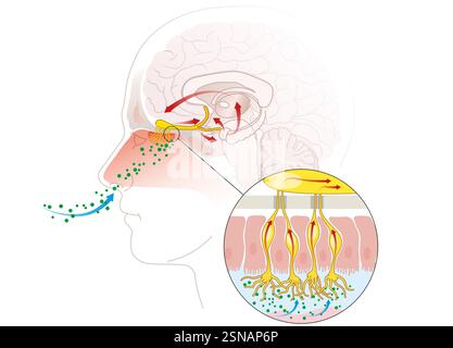 Der Geruchssinn erkennt luftgetragene Moleküle über olfaktorische Rezeptoren in der Nasenhöhle und sendet Signale an das Gehirn zur Wahrnehmung Stockfoto